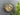 Solent Radial Bulkhead Raw Brass